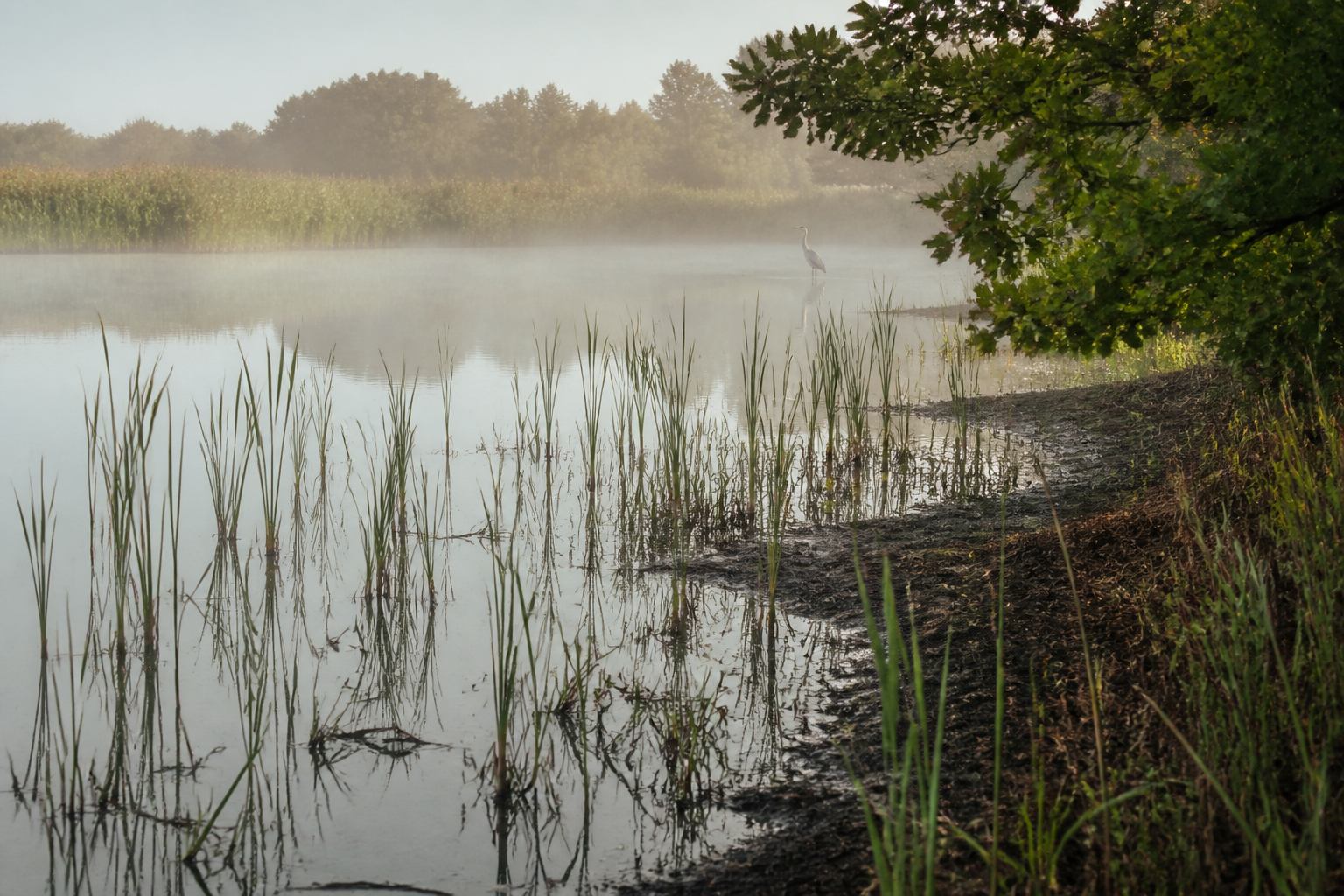 Reed stems in shallow marsh water with a distant heron and oak foliage