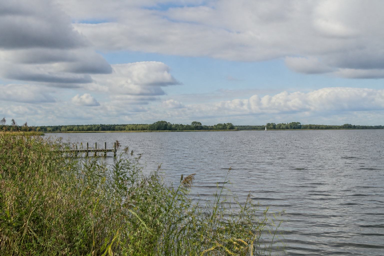 Silver open water of Steinhuder Meer with reed fringe and a low shoreline